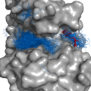 PyMOL enables analysis of docking results